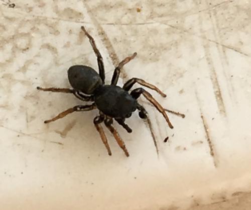 Réf. 206 760 : Heliophanus sp.
